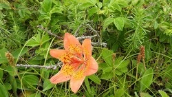 На Курилах заметили наступление лета благодаря цветам