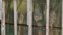 Медведь-вегетарианец продолжает портить дачи и пугать жителей Кунашира