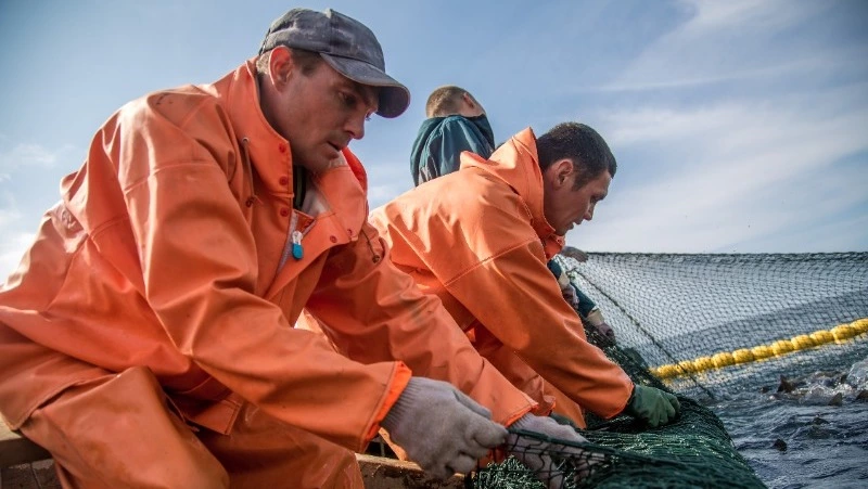 Основные скопления кеты в 2023 году придут к берегам Сахалина в августе и сентябре