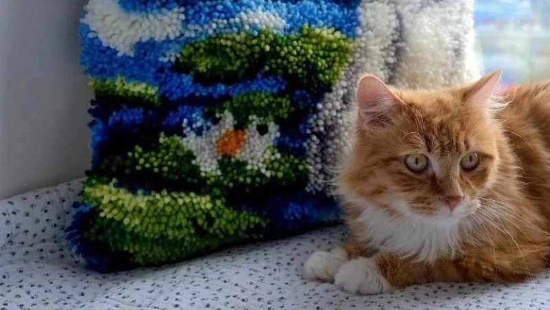 Коты из приюта устроились менеджерами по продажам в интернет-магазине Сахалина 