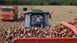 В минсельхозторге на Сахалине рассказали о состоянии полей с картофелем после циклона
