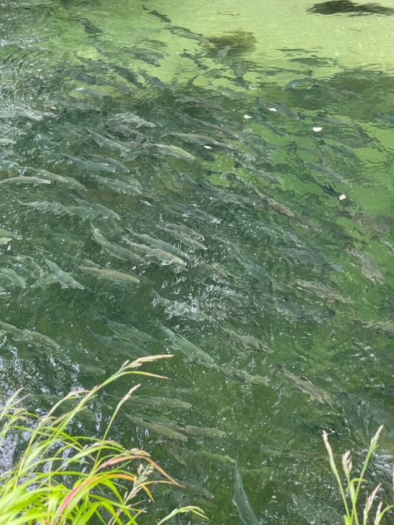 Горбуша заполнила две нерестовые реки на юго-востоке Сахалина