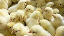 Более 26 тысяч цыплят вылупились на птицефабрике «Островная»