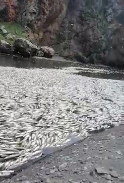 О массовом заморе горбуши в реке Пугачевка сообщили сахалинцы