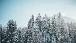 Продажу елей на Итурупе откроют 20 декабря