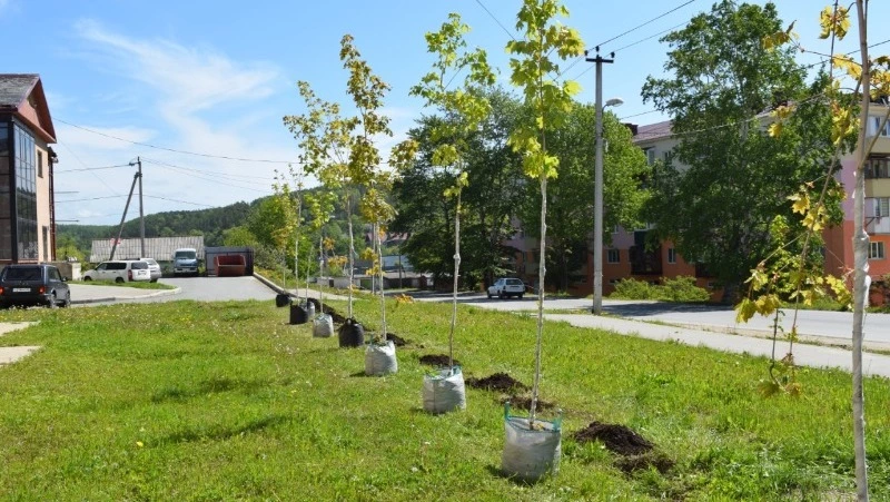 Бизнес Корсакова принимает активное участие в озеленении города