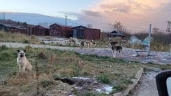 Более 6 тысяч бездомных собак планируют отловить до конца 2025 года в Сахалинской области