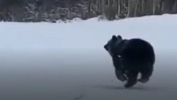 «Не все косолапые залегли в спячку»: бодрого медведя засняли на Курилах