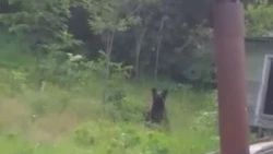 На одном из дачных участков Сахалина медведь напал на женщину