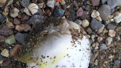 Смертельно опасную рыбу поймали рыбаки на юго-востоке Сахалина