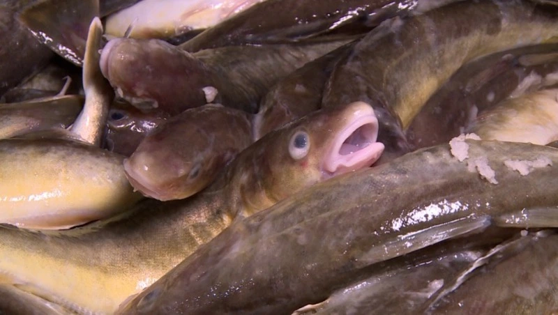 Около три тысяч тонн наваги с начала января добыли в островном регионе - Центр внимания 22.01.26