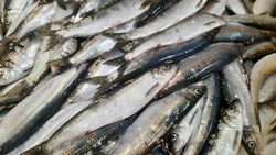 Сахалинское предприятие бесплатно отдаст 3 тонны свежей сельди