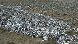 Тысячи хвостов неликвидной мойвы обнаружили на побережье Томаринского района 