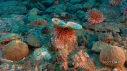 «За нами наблюдают»: дайвер открыл секреты обитателей морских глубин