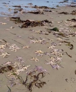 Побережье Охотского моря на Сахалине усыпало морскими звездами