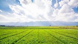 Госдума приняла закон об особых условиях сельхозстрахования МСП в ДФО