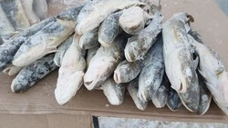 Жителям девяти районов Сахалина и Курил предлагают навагу по доступной цене 