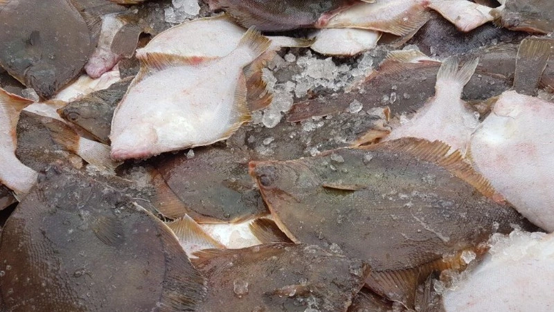 Свежую кету и камбалу предложили жителям Южно-Сахалинска 14 октября