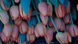 Какие цветы подарить на 8 Марта и что они означают: гид по цветочному этикету