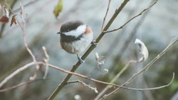 Народные приметы на 16 февраля 2024: что нельзя делать на Починки