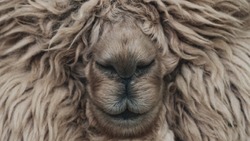 Выставка шерсти пройдет в зоопарке Южно-Сахалинска до конца февраля