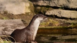 Ученые насчитали в районе острова Уруп на Курилах 530 каланов