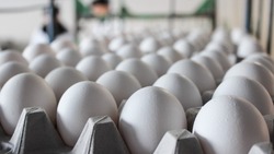 В федеральном Минсельхозе предложили обнулить пошлины на импорт яиц 