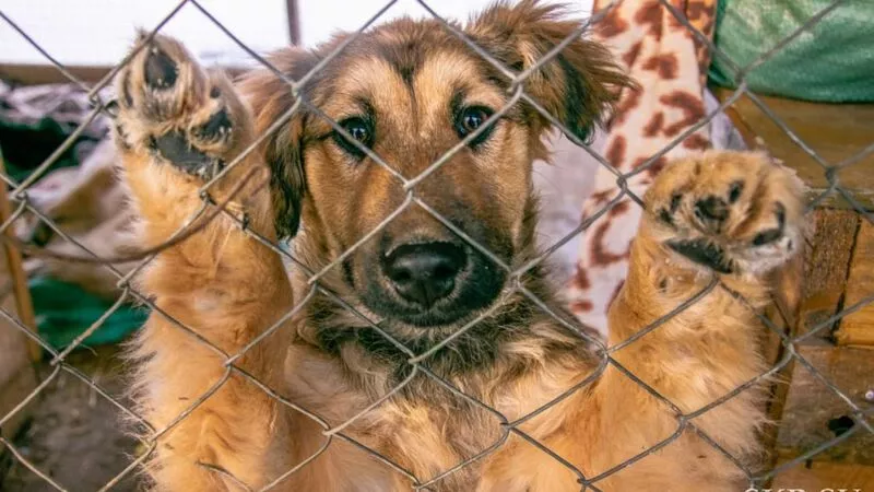 Питомцы сахалинского приюта «Пес и кот» обзавелись новыми вольерами