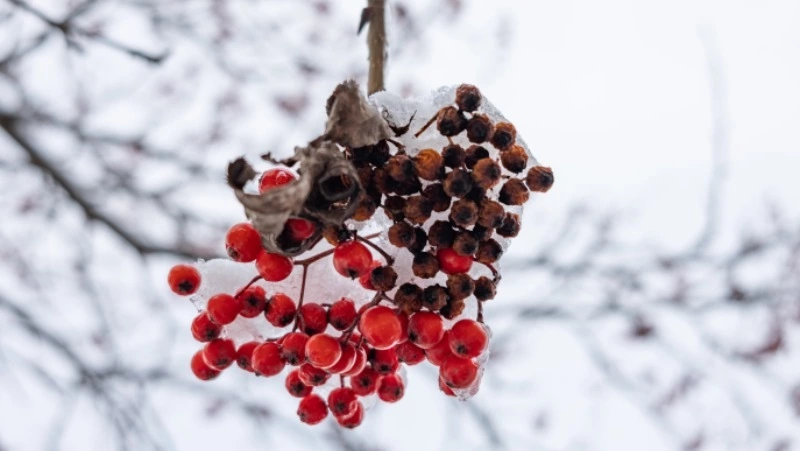 Слабый снег и два градуса тепла будет в Южно-Сахалинске 19 января 