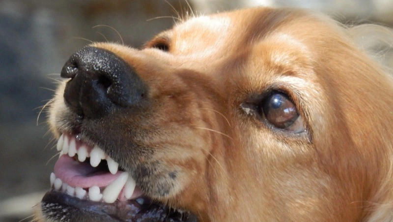 Отловом бродячих собак в Южно-Сахалинске в 2023 году займется новый подрядчик