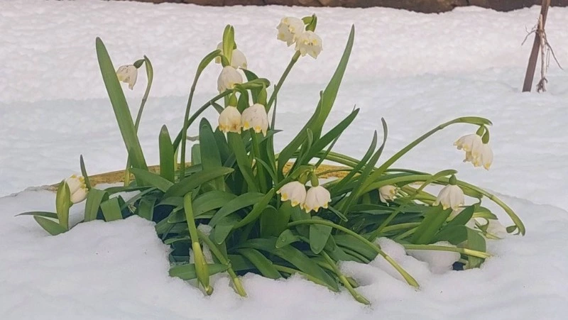 Остров без метелей, или Как дотянуть до лета