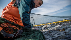 Сахалин остается в минусе по вылову лосося по сравнению с 2019 годом