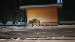 Семья медведей спряталась от метели на остановке автобусов в поселке на Камчатке