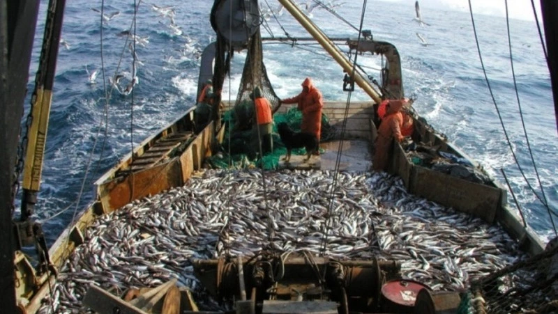 В Охотском море выловили 156,2 тысячи тонн минтая за неделю
