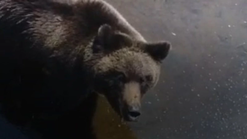 Медведь, лениво поедающий рыбу, встретился жителям Сахалина