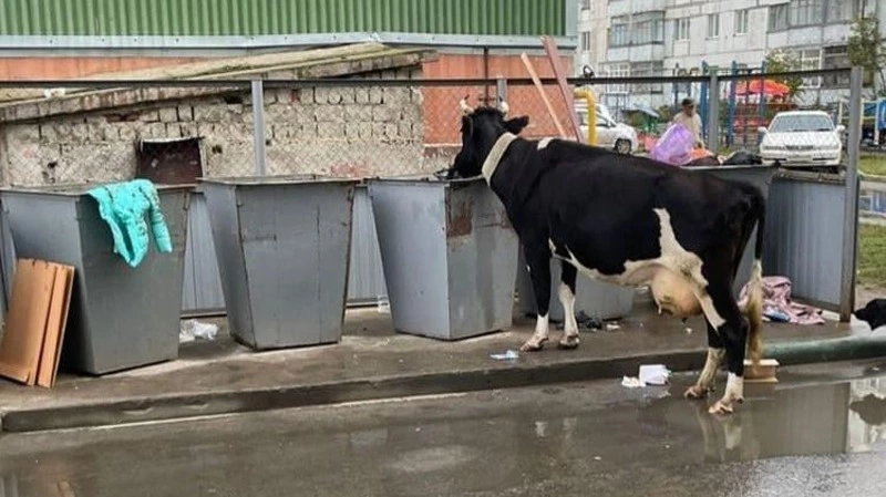 «Чудотворное молоко». Корова позавтракала мусором из баков на севере Сахалина