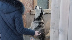 Бездомных кошек и собак спасли от смерти на морозе — сахалинцы собрали деньги