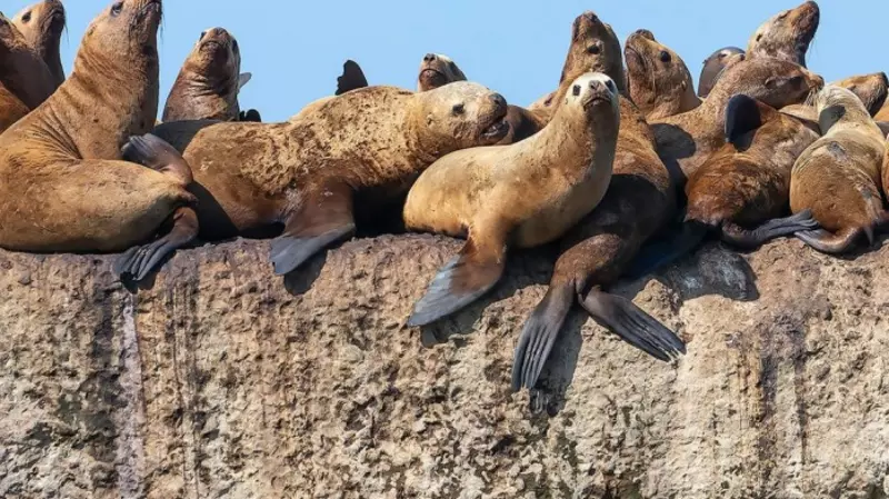 Туроператоры Сахалина объяснили повышение цен на путешествия к морским львам