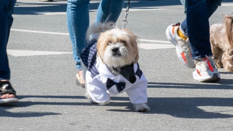 Телеканал «ОТВ-Сахалин» покажет в прямом эфире концерт ко 140-летию Южно-Сахалинска