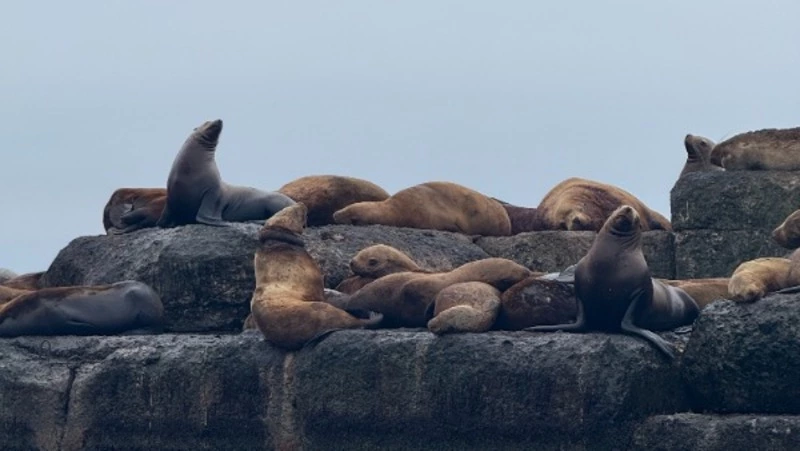 На Сахалине среди приплывших на остров сивучей обнаружили глубоко травмированную особь