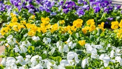 Тысячи виол высадили на площади Славы в Южно-Сахалинске