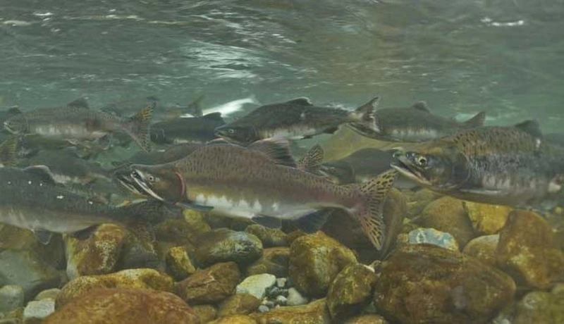 Курильский «Робинзон» снял, как горбуша готовится к нерестовому походу