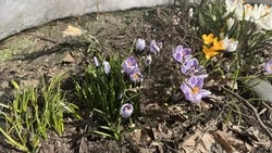 Почти всю территорию Сахалинской области 22 февраля днем ждут плюсовые температуры