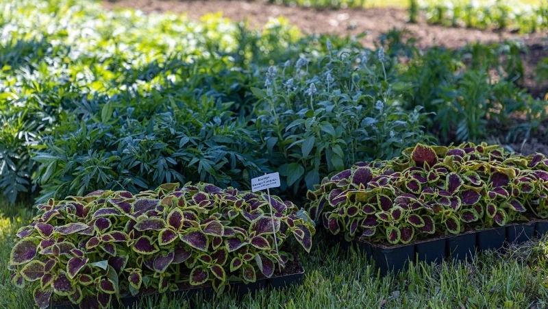 Аллея из цветов появилась на улице Пуркаева в Южно-Сахалинске