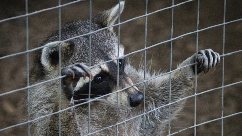 Россияне могут помочь зоопаркам и приютам для животных Донбасса