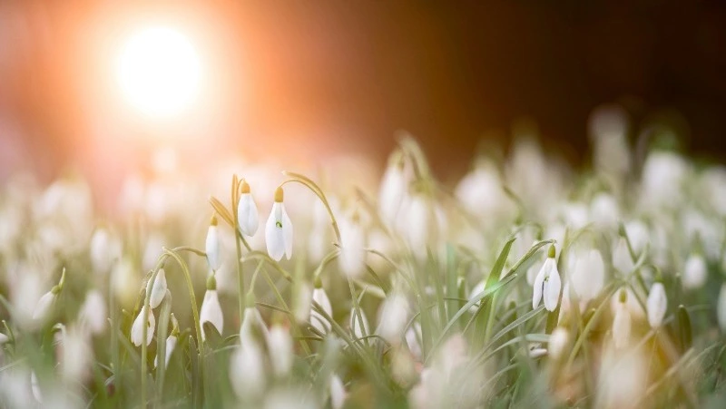 Подростковое зверство, «селедочный бум» и Пасха: новости выходных в Сахалинской области