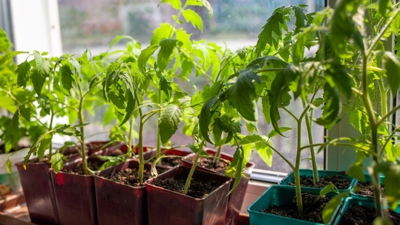 Лунный посевной календарь на март 2026: в какие дни сажать рассаду