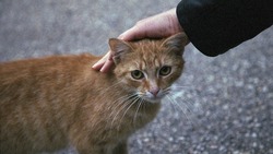 В администрации Корсакова перечислили отловщиков бездомных животных в городе