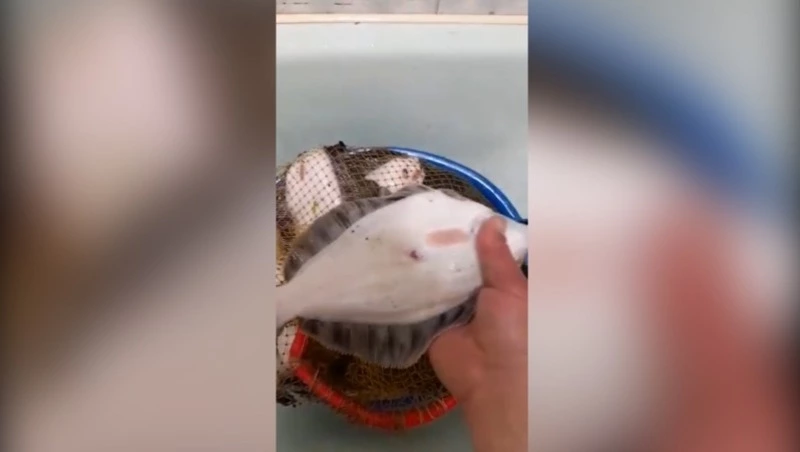 Рыбак похвастался пойманными в Холмском районе камбалой и осьминогом