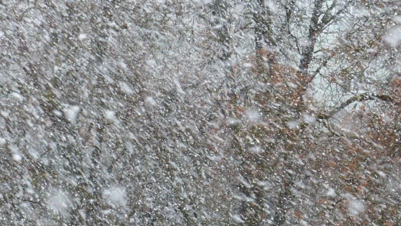 Циклон отменил работу зоопарка на Сахалине